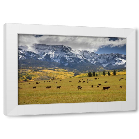 CO, Uncompahgre NF, Hastings Mesa Cattle grazing White Modern Wood Framed Art Print by Grall, Don