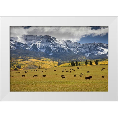 CO, Uncompahgre NF, Hastings Mesa Cattle grazing White Modern Wood Framed Art Print by Grall, Don