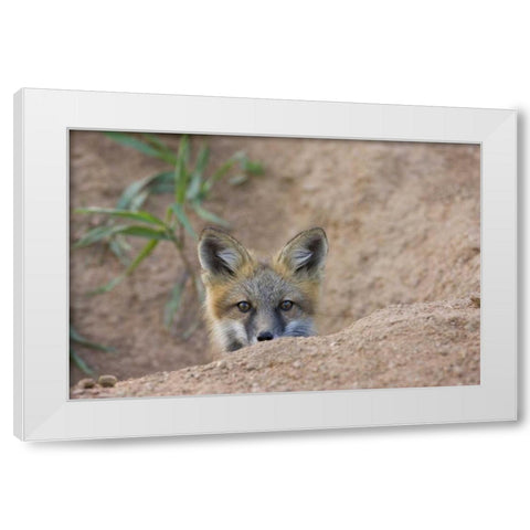 Colorado, Pike NF Shy red fox kit near den site White Modern Wood Framed Art Print by Grall, Don