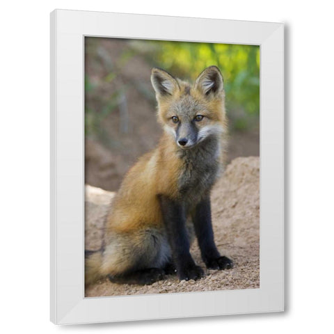 Colorado, Pike NF Red fox kit near den site White Modern Wood Framed Art Print by Grall, Don
