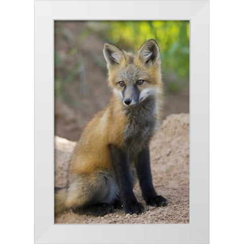 Colorado, Pike NF Red fox kit near den site White Modern Wood Framed Art Print by Grall, Don
