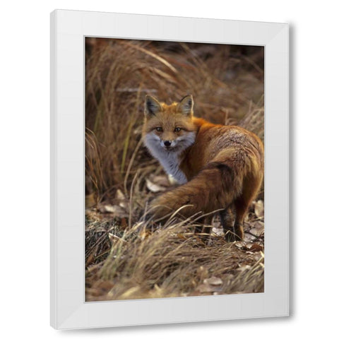Colorado, Jefferson County Close-up of red fox White Modern Wood Framed Art Print by Illg, Cathy and Gordon