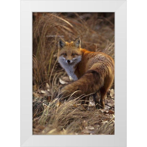 Colorado, Jefferson County Close-up of red fox White Modern Wood Framed Art Print by Illg, Cathy and Gordon