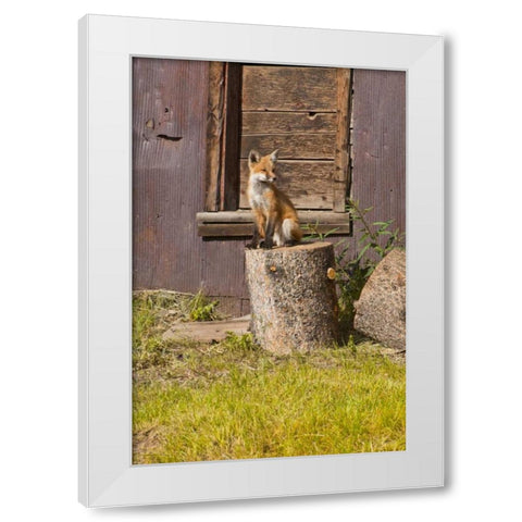 CO, Breckenridge Young fox sitting on log  White Modern Wood Framed Art Print by Lord, Fred