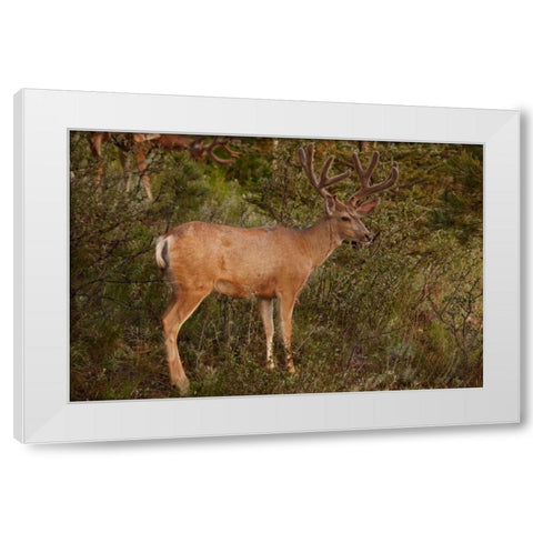 CO, Pike NF Mule deer buck with velvet antlers White Modern Wood Framed Art Print by Grall, Don