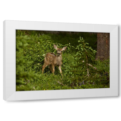 CO, White River NF Mule deer fawn in forest White Modern Wood Framed Art Print by Grall, Don