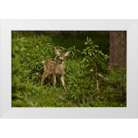 CO, White River NF Mule deer fawn in forest White Modern Wood Framed Art Print by Grall, Don