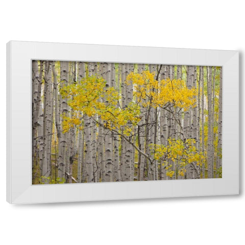 CO, White River NF A stand of aspens in autumn White Modern Wood Framed Art Print by Grall, Don