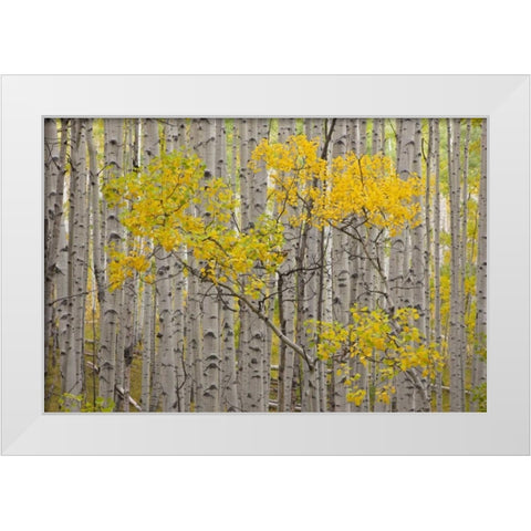 CO, White River NF A stand of aspens in autumn White Modern Wood Framed Art Print by Grall, Don