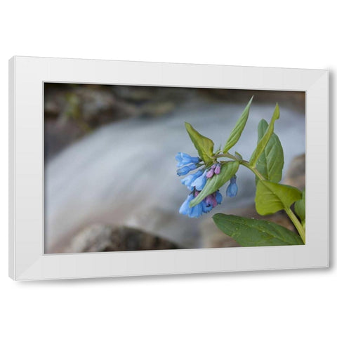 CO Mountain bluebells beside a rushing creek White Modern Wood Framed Art Print by Grall, Don