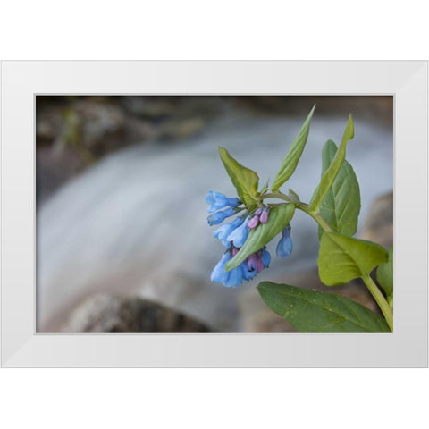 CO Mountain bluebells beside a rushing creek White Modern Wood Framed Art Print by Grall, Don