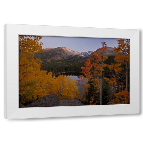 CO, Rocky Mts Aspen trees frame Longs Peak White Modern Wood Framed Art Print by Grall, Don