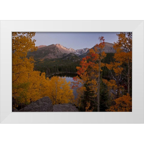 CO, Rocky Mts Aspen trees frame Longs Peak White Modern Wood Framed Art Print by Grall, Don