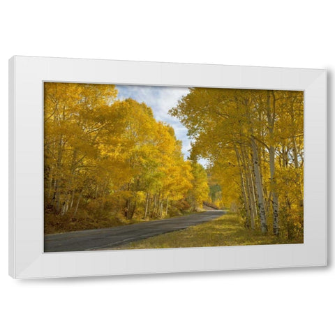 CO, Black Canyon, Road through fall trees White Modern Wood Framed Art Print by Grall, Don