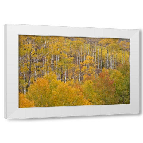 CO, White River NF Aspen grove in autumn foliage White Modern Wood Framed Art Print by Grall, Don