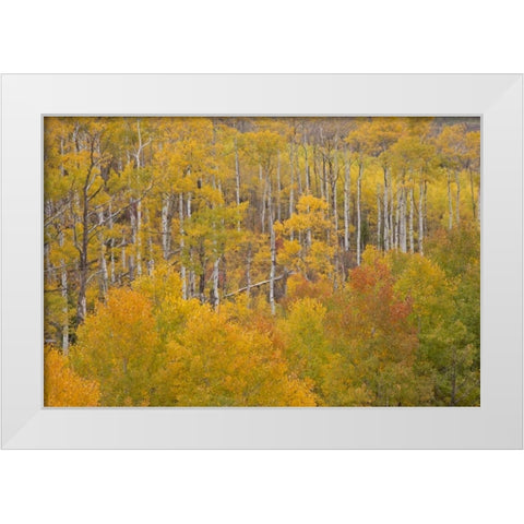 CO, White River NF Aspen grove in autumn foliage White Modern Wood Framed Art Print by Grall, Don
