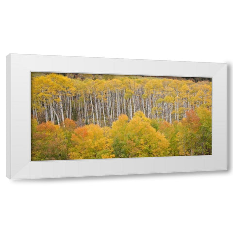 CO, White River NF Aspen grove in autumn foliage White Modern Wood Framed Art Print by Grall, Don