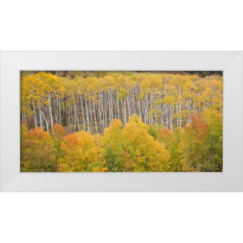 CO, White River NF Aspen grove in autumn foliage White Modern Wood Framed Art Print by Grall, Don