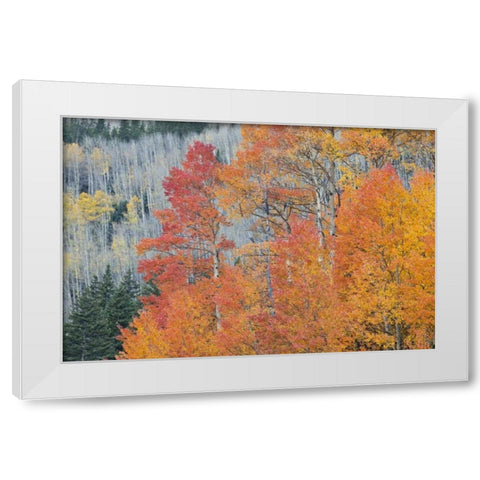 CO, San Juan Mts Aspen trees in autumn colors White Modern Wood Framed Art Print by Grall, Don