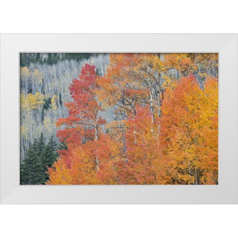 CO, San Juan Mts Aspen trees in autumn colors White Modern Wood Framed Art Print by Grall, Don