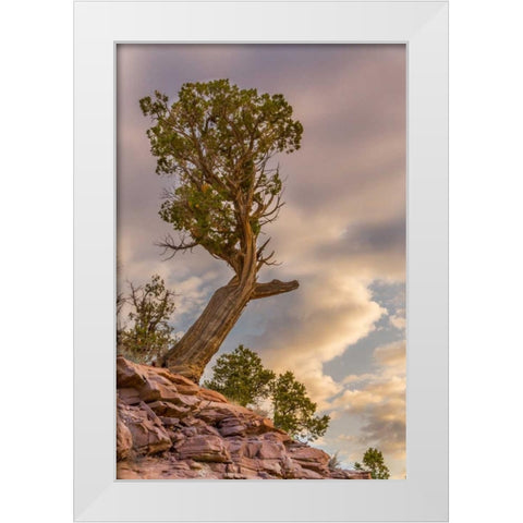 CO, Fruita Juniper at sunrise in Colorado NM White Modern Wood Framed Art Print by Lord, Fred