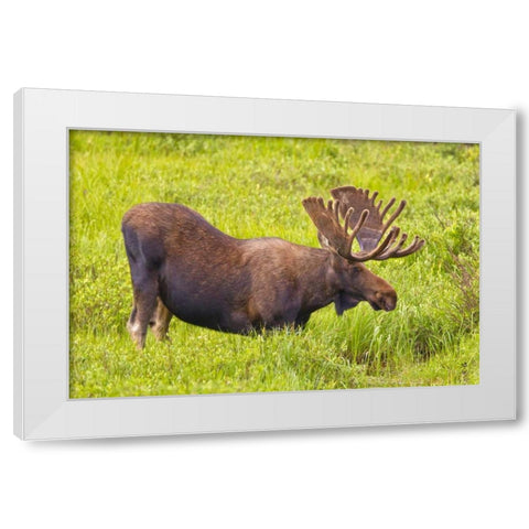 CO, Cameron Pass Bull moose with velvet antlers White Modern Wood Framed Art Print by Lord, Fred