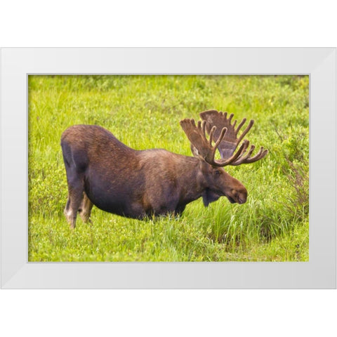 CO, Cameron Pass Bull moose with velvet antlers White Modern Wood Framed Art Print by Lord, Fred
