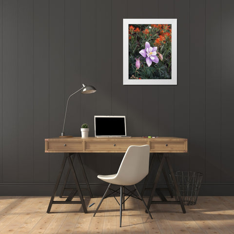 CO, Columbine flower in Yankee Boy Basin White Modern Wood Framed Art Print by Talbot Frank, Christopher