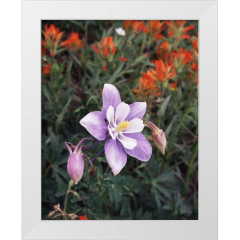 CO, Columbine flower in Yankee Boy Basin White Modern Wood Framed Art Print by Talbot Frank, Christopher