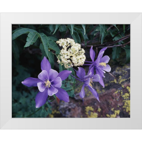 CO, Mutant Columbine flowers in the Rocky Mts White Modern Wood Framed Art Print by Talbot Frank, Christopher