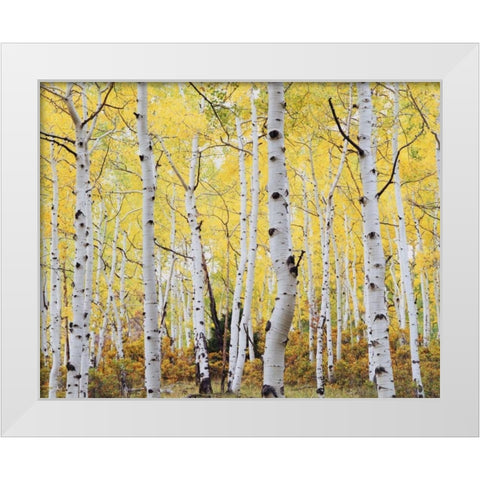 Colorado, Rocky Mts, Fall colors of Aspen trees White Modern Wood Framed Art Print by Talbot Frank, Christopher