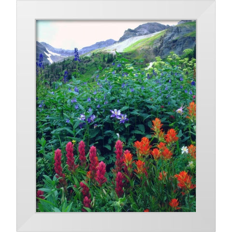 CO, flowers in Yankee Boy Basin in the Rocky Mts White Modern Wood Framed Art Print by Talbot Frank, Christopher