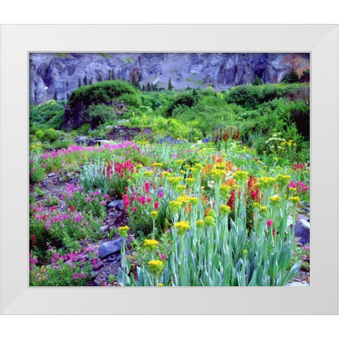 CO, flowers in Yankee Boy Basin in the Rocky Mts White Modern Wood Framed Art Print by Talbot Frank, Christopher