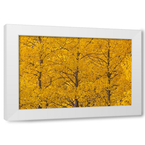 CO, Rocky Mts, Castle Valley Aspens in autumn White Modern Wood Framed Art Print by Illg, Cathy and Gordon
