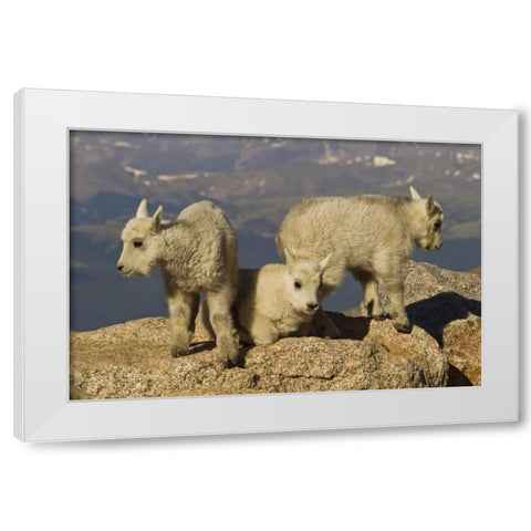 Colorado, Mount Evans Three mountain goat kids White Modern Wood Framed Art Print by Illg, Cathy and Gordon