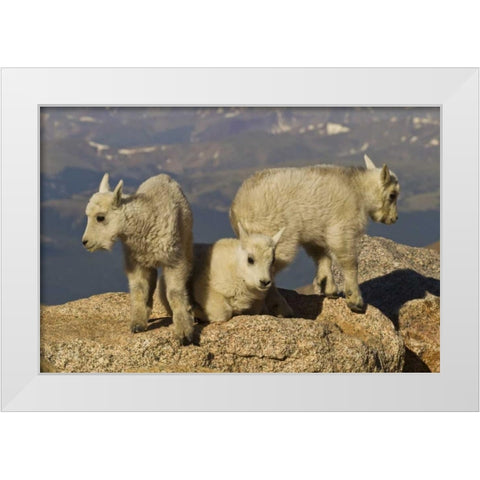 Colorado, Mount Evans Three mountain goat kids White Modern Wood Framed Art Print by Illg, Cathy and Gordon