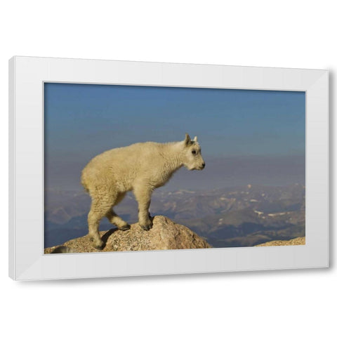 CO, Mount Evans Side view of mountain goat kid White Modern Wood Framed Art Print by Illg, Cathy and Gordon