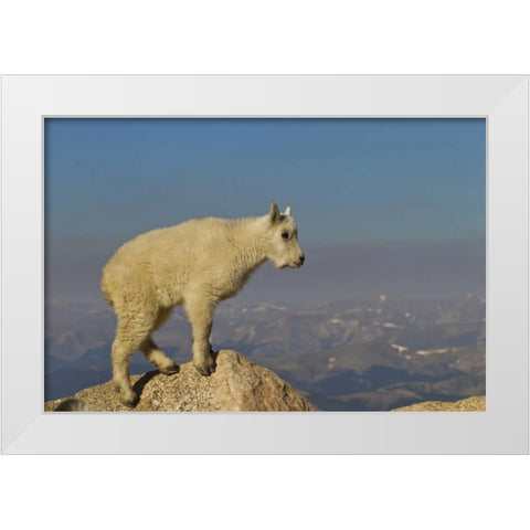 CO, Mount Evans Side view of mountain goat kid White Modern Wood Framed Art Print by Illg, Cathy and Gordon
