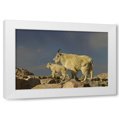 Colorado, Mount Evans Mountain goat and kid White Modern Wood Framed Art Print by Illg, Cathy and Gordon