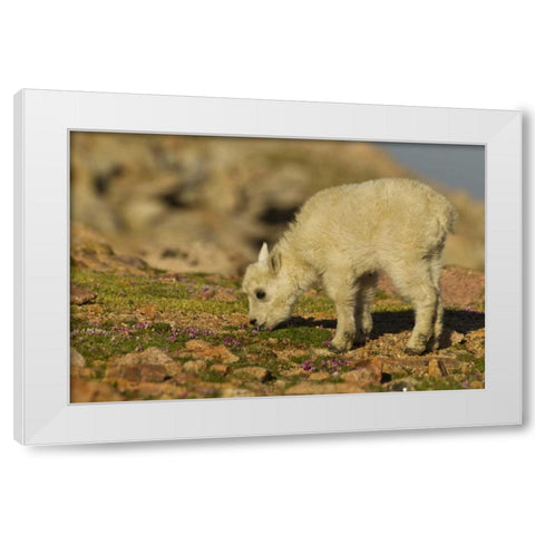 CO, Mt Evans Mountain goat feeding on flowers White Modern Wood Framed Art Print by Illg, Cathy and Gordon