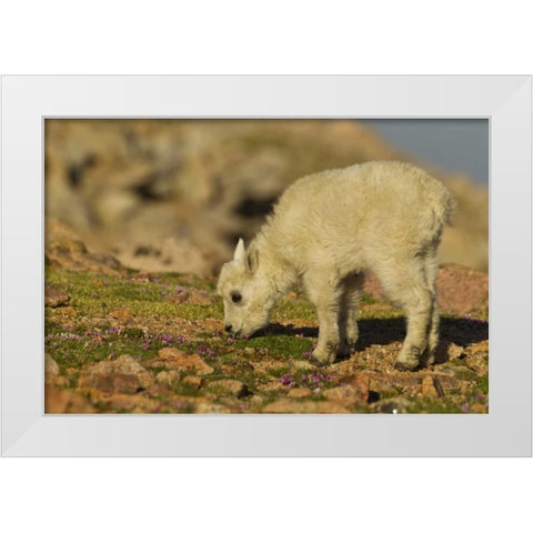 CO, Mt Evans Mountain goat feeding on flowers White Modern Wood Framed Art Print by Illg, Cathy and Gordon