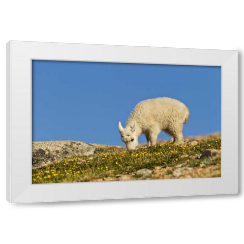 CO, Mt Evans Mountain goat feeding on flowers White Modern Wood Framed Art Print by Illg, Cathy and Gordon