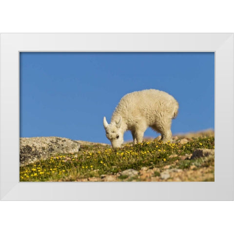 CO, Mt Evans Mountain goat feeding on flowers White Modern Wood Framed Art Print by Illg, Cathy and Gordon