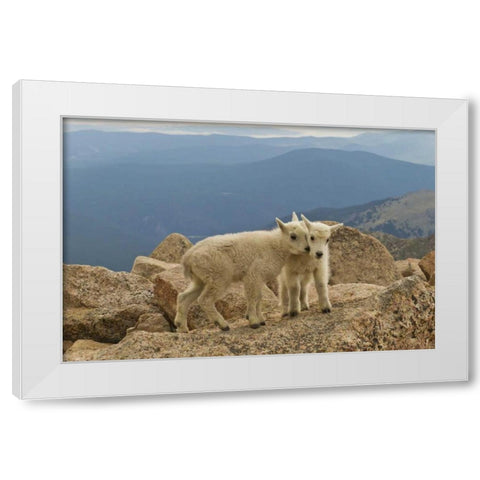 Colorado, Mount Evans Mountain goat kids on rock White Modern Wood Framed Art Print by Illg, Cathy and Gordon