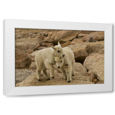 CO, Mt Evans Mountain goat kids playing on rock White Modern Wood Framed Art Print by Illg, Cathy and Gordon