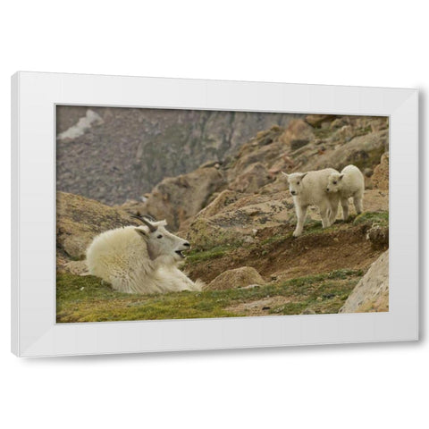 CO, Mt Evans Mountain goat kids and nanny White Modern Wood Framed Art Print by Illg, Cathy and Gordon