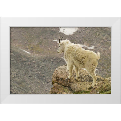 CO, Mt Evans Mountain goat yearling and scenery White Modern Wood Framed Art Print by Illg, Cathy and Gordon