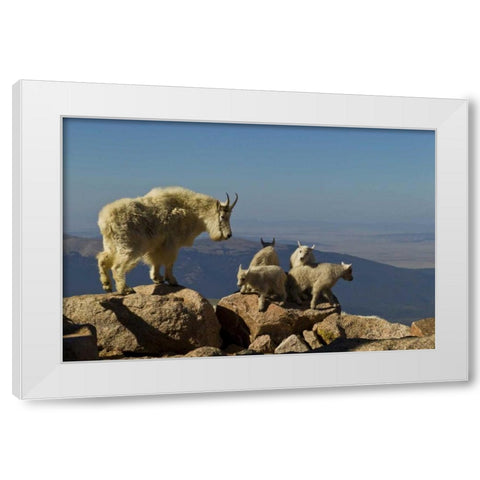 CO, Mount Evans Mountain goat kids playing White Modern Wood Framed Art Print by Illg, Cathy and Gordon