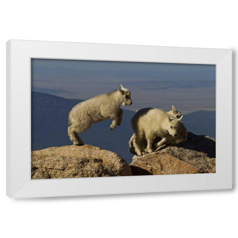 Colorado, Mount Evans Mountain goat kids playing White Modern Wood Framed Art Print by Illg, Cathy and Gordon