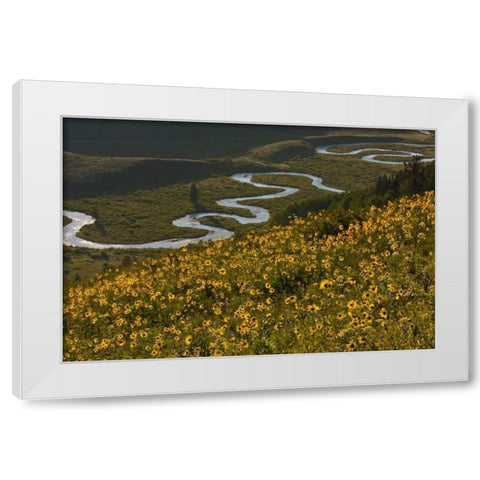 CO, Gunnison NF, Crested Butte Aspen sunflowers White Modern Wood Framed Art Print by Illg, Cathy and Gordon
